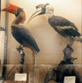 Helmeted & Great hornbill specimens at Vanderbilt Mansion. Centerport, NY.