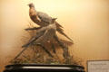 Passenger pigeon specimens at Vanderbilt Mansion. Centerport, NY.