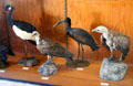 Specimens of various bird species at Vanderbilt Mansion. Centerport, NY.