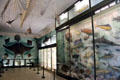 Display of specimen fish from around the world in Hall of Fishers at Vanderbilt Mansion. Centerport, NY.