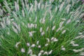 Hameln Fountain Grass at Toledo Botanical Garden. Toledo, OH.