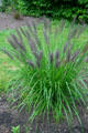 Fountain grass with purple plumes at Toledo Botanical Garden. Toledo, OH.