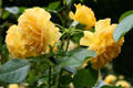 Yellow roses in Wildwood Manor House gardens. Toledo, OH.
