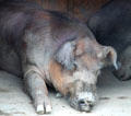 Pig at Lake Metroparks Farmpark. Kirtland, OH.