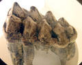 American Mastodon tooth fossil at Cleveland Museum of Natural History. Cleveland, OH.