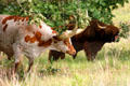 Longhorn & Scottish Highland Cattle roam Woolaroc Ranch. Bartlesville, OK.