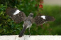 Mockingbird with wings spread. Tulsa, OK.