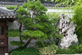 Pine & naturally sculpted rock of Portland's Chinese Garden. Portland, OR.