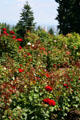 International Rose Test Garden section of Portland Rose Garden. Portland, OR.