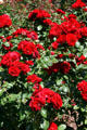 Red roses in Portland Rose Garden. Portland, OR.