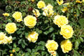 Yellow roses in Portland Rose Garden. Portland, OR.