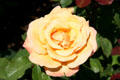 Yellow rose in Portland Rose Garden. Portland, OR.