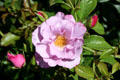 Lilac-colored rose in Portland Rose Garden. Portland, OR.