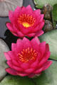 Red waterlily flowers at Longwood Gardens. Kennett Square, PA.