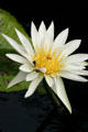 White waterlily flowers at Longwood Gardens. Kennett Square, PA.