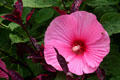 Hibiscus at Longwood Gardens. Kennett Square, PA.