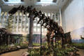 <i>Apatosaurus louisae</i> from Jurasic Period of Mesozoic era from Western North America at Carnegie Museum of Natural History. Pittsburgh, PA.
