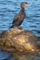 Cormorant at Narragansett Bay. Newport, RI.