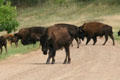 Buffalo crossing road at Custer State Park. SD.