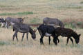 Wild burros or donkeys at Custer State Park. SD.