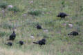 Flock of turkeys at Custer State Park. SD.