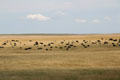 Cattle graze on prairie near Pierre. SD.