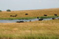 Cattle around prairie pond near Pierre. SD