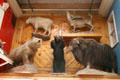 Stuffed wild animals in Wall Drug Store. Wall, SD.