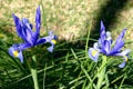 D.B. Orgain house irises in garden. Bastrop, TX.