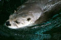 Otter at Texas State Aquarium. Corpus Christi, TX.