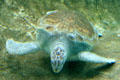 Green sea turtle at Texas State Aquarium. Corpus Christi, TX.