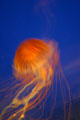 Purple Stripe Jellyfish at Texas State Aquarium. Corpus Christi, TX.