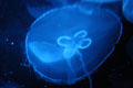 Moon Jellyfish at Texas State Aquarium. Corpus Christi, TX.