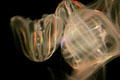 Comb Jellyfish at Texas State Aquarium. Corpus Christi, TX.