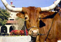 Long horned steer at Stockyards National Historic District. Fort Worth, TX.