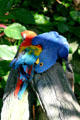Parrots in rainforest pyramid at Moody Gardens. Galveston, TX.