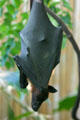 Giant fruit bat in rainforest pyramid at Moody Gardens. Galveston, TX.