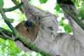 Two toed sloth in rainforest pyramid at Moody Gardens. Galveston, TX.
