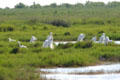 Great Egrets at Aransas National Wildlife Refuge. TX.