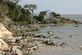 Driftwood on shore at Aransas National Wildlife Refuge. TX.