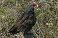 Seated Turkey Vulture at Aransas National Wildlife Refuge. TX.