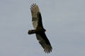 Turkey Vulture in flight at Aransas National Wildlife Refuge. TX.