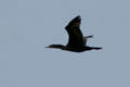 Cormorant in flight at Aransas National Wildlife Refuge. TX.