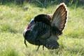 Wild Turkey male in profile at Aransas National Wildlife Refuge. TX.
