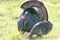 Wild Turkey male & female courting at Aransas National Wildlife Refuge. TX.