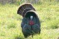 Wild Turkey male from front at Aransas National Wildlife Refuge. TX.