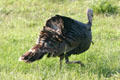 Wild Turkey male with tail down at Aransas National Wildlife Refuge. TX.
