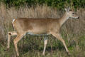 White-tailed deer at Aransas National Wildlife Refuge. TX.