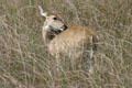 White-tailed deer at Aransas National Wildlife Refuge. TX.