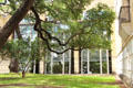 Tree before skylight windows at San Antonio Museum of Art. San Antonio, TX.